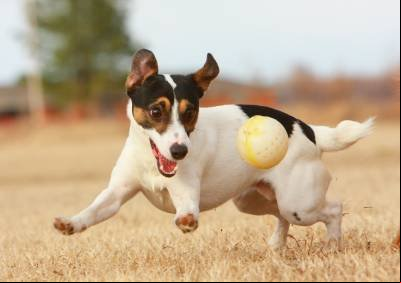 Criação do cadastro nacional dos pets está em discussão