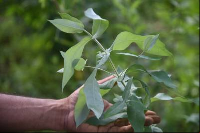 DF tem 11 medicamentos fitoterápicos disponíveis na rede pública
